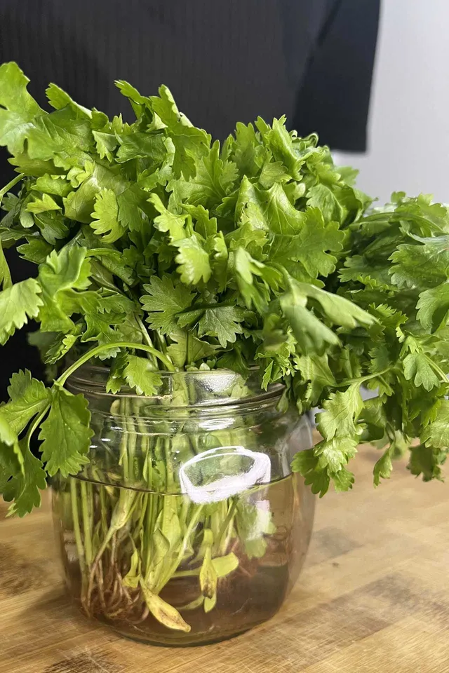 How to Store Cilantro to Keep It Fresh for Weeks