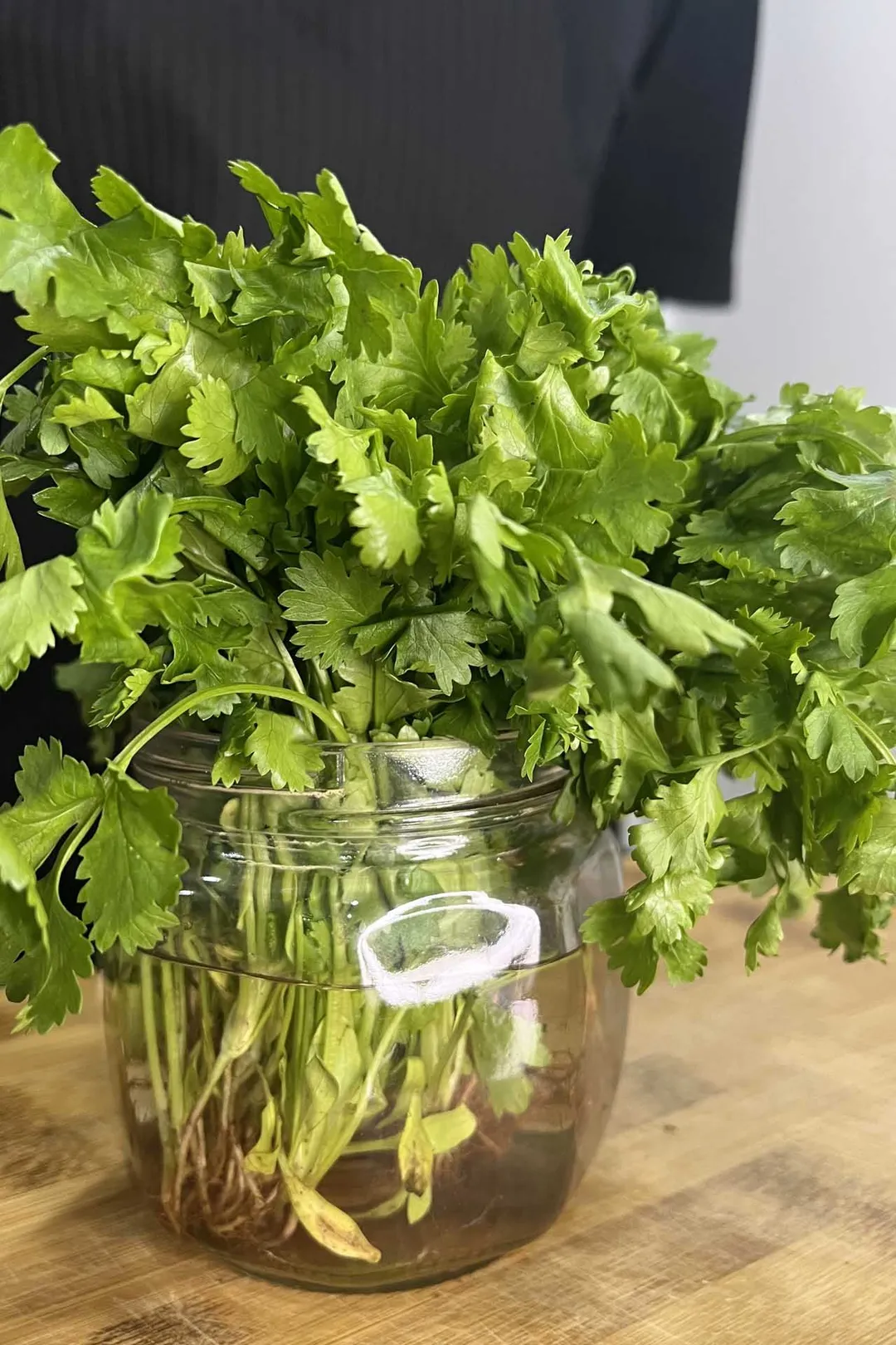 cilantro in a jar of water