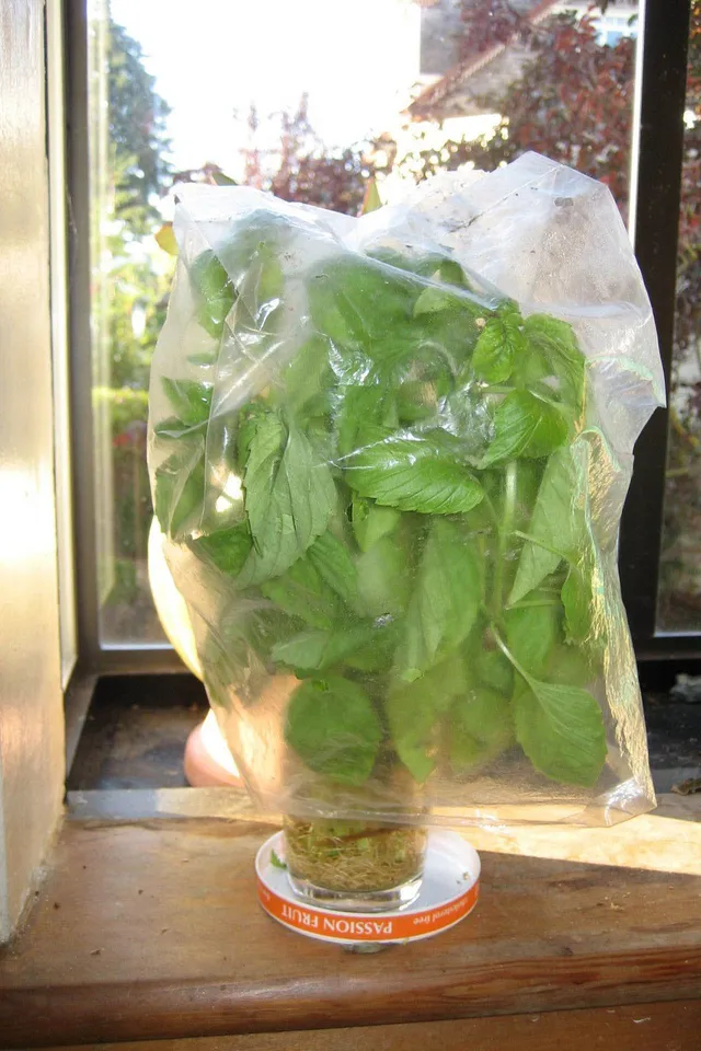 How to Store Basil Keep It Fresh for Months on End