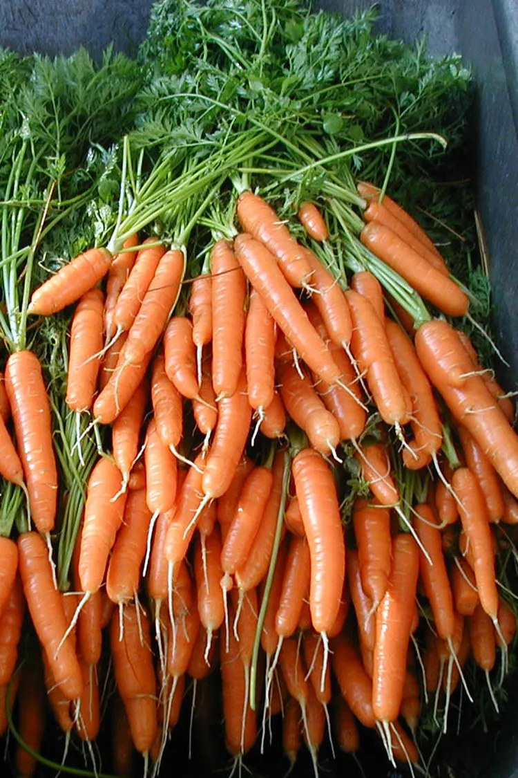 How to Store Carrots Best Methods to Preserve Carrots So They Can Last