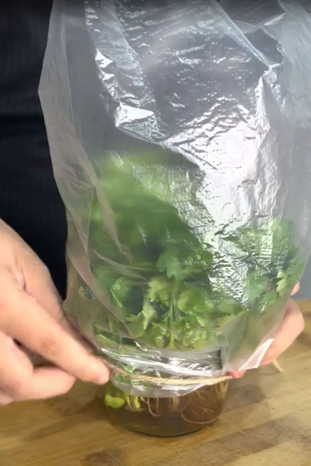 cilantro in a jar