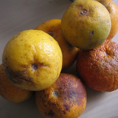 Top 10 Orange Juice Recipes Easy & Cooling Healthy Beverages