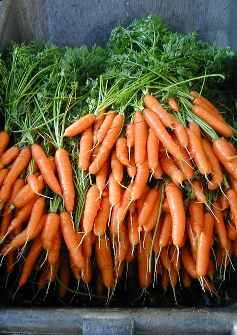 How to Store Carrots — Best Methods to Preserve So They Can Last for Months