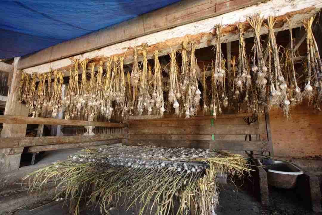 How to Store Garlic The Ultimate LongTerm Storage Guide
