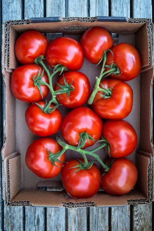 How to Store Tomatoes Best Storage Methods for Maximum Freshness and