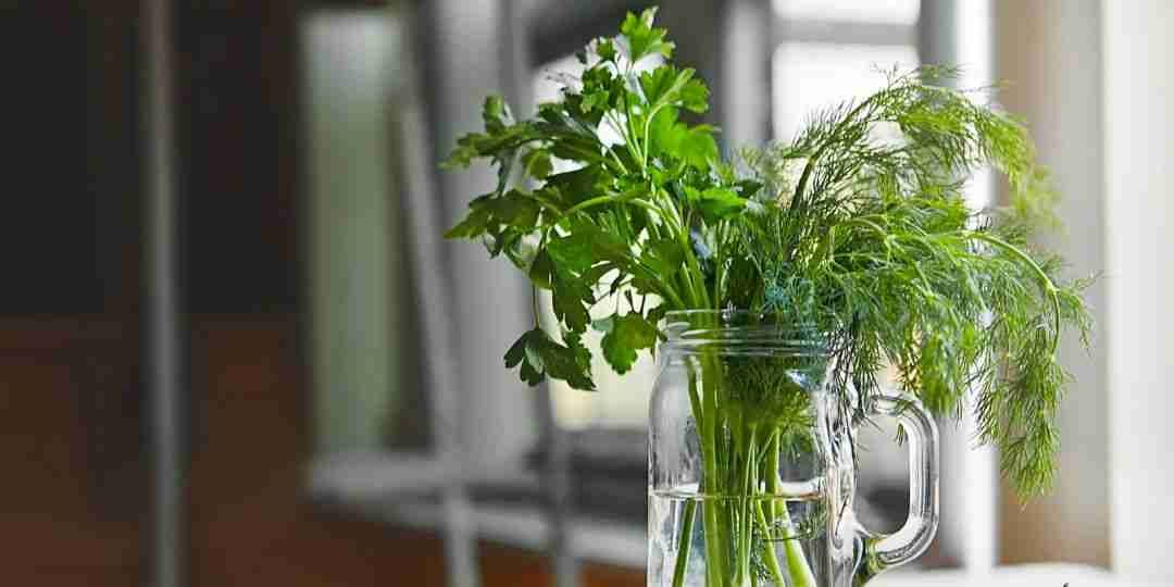 How to Store Cilantro to Keep It Fresh for Weeks
