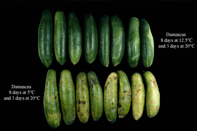 How to Store Cucumbers (and Keep Them Fresh & Crunchy)