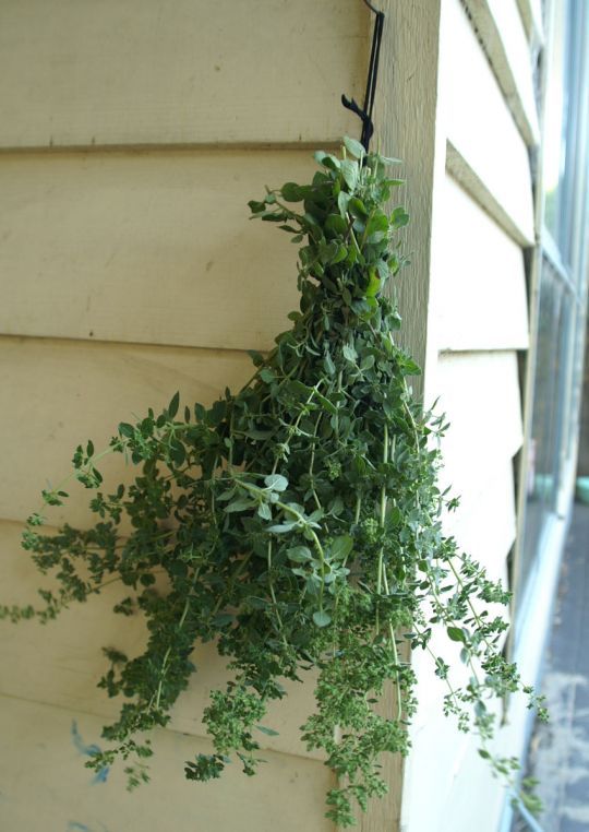 How to Dry Oregano Best Methods to Make Dried Oregano At Home